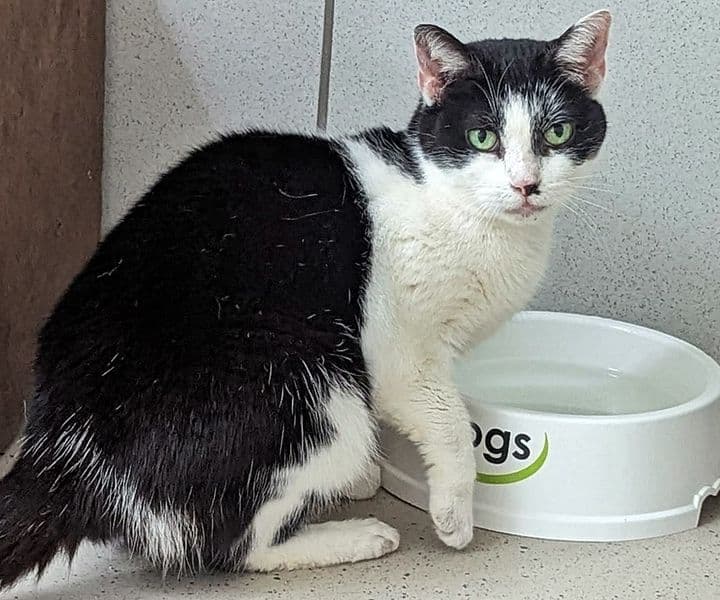 Foto von schüchterne Katzenoma Kira
