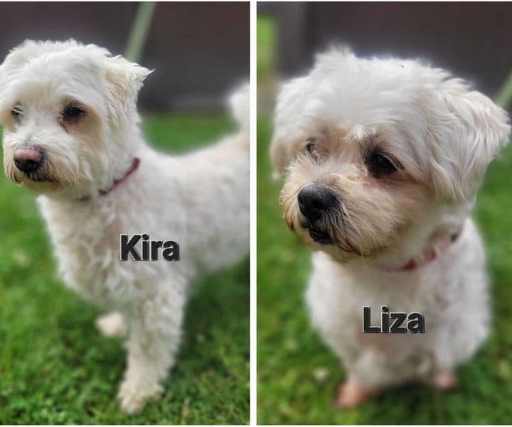Foto von Kira und Liza, zwei Goldstückchen, die zusammen gehören