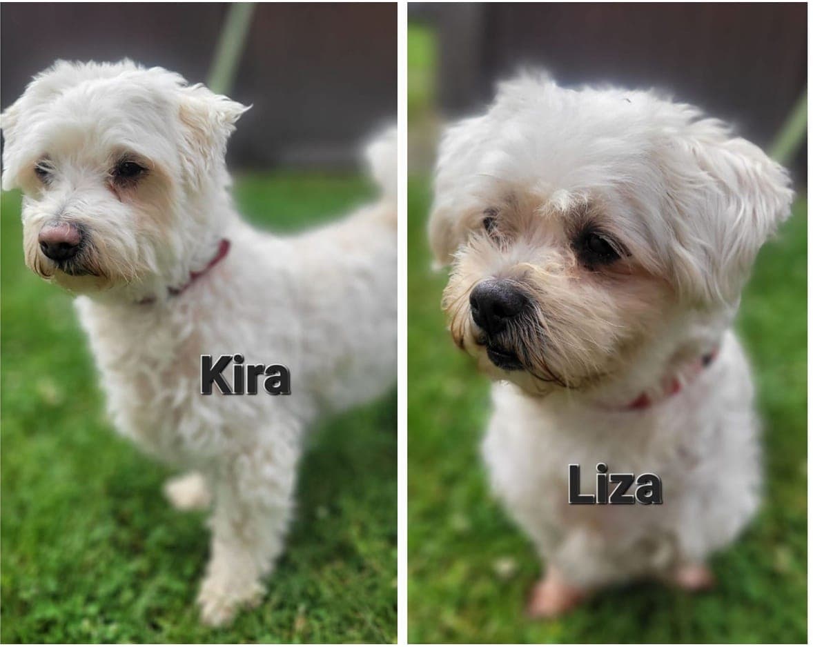 Foto von Kira und Liza, zwei Goldstückchen, die zusammen gehören