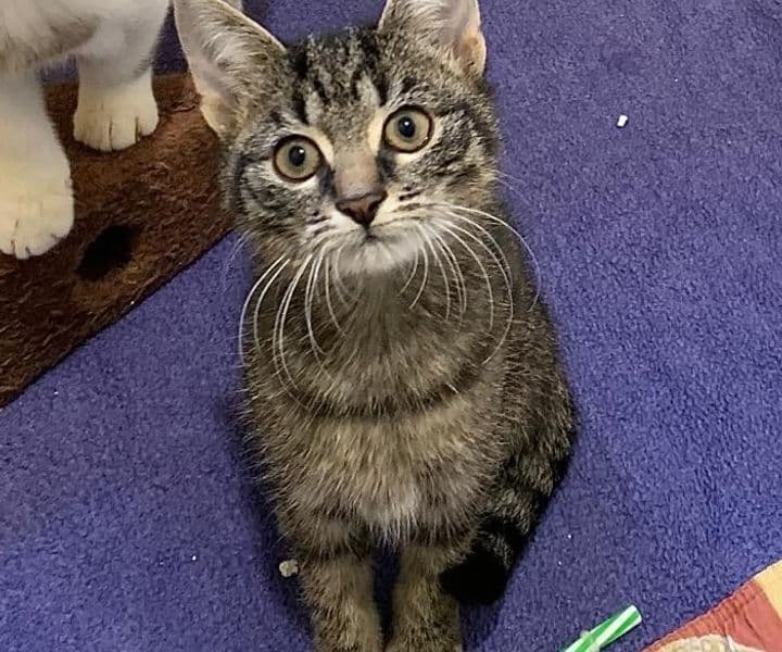 Foto von liebes Katzenkind Kirian