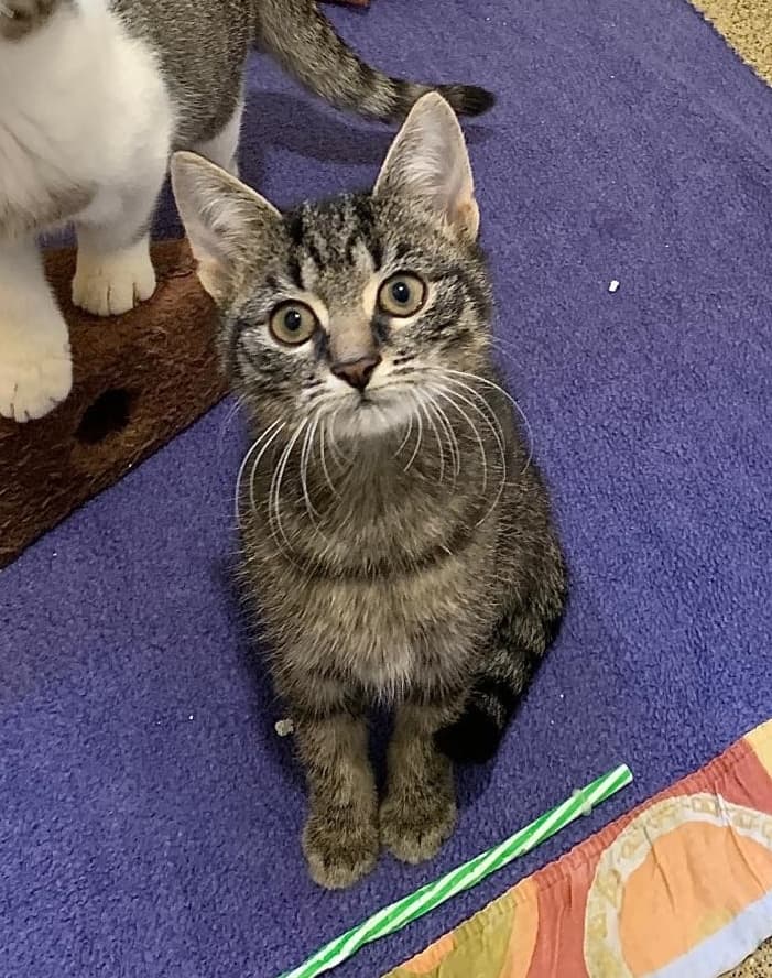 Foto von liebes Katzenkind Kirian