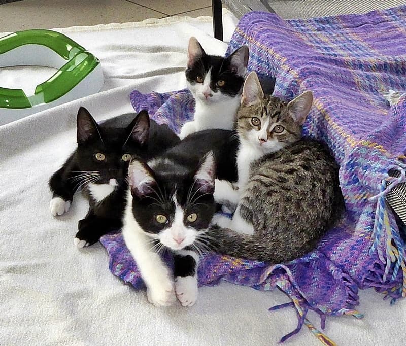 Die Kittenflut hat uns wieder erreicht
