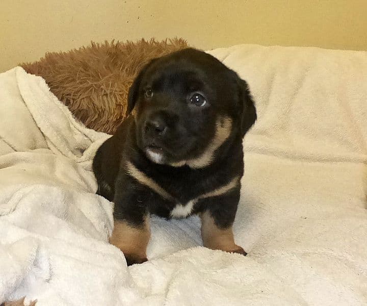 Foto von Klaas, Püppis Sohn