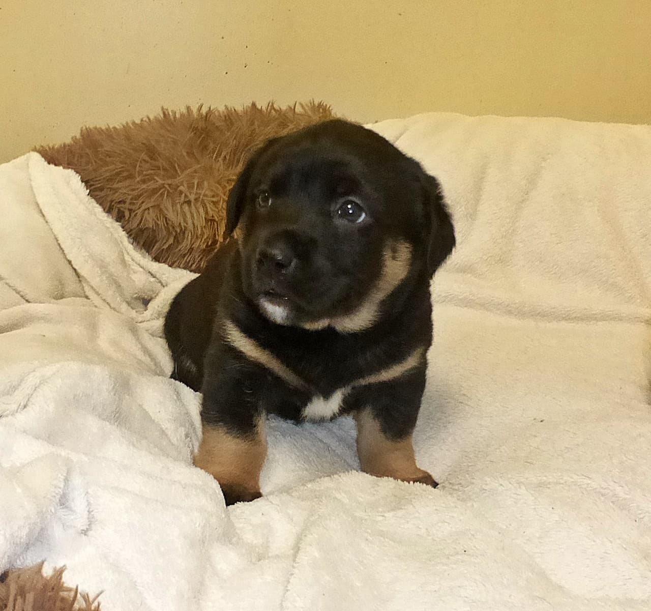 Foto von Klaas, Püppis Sohn