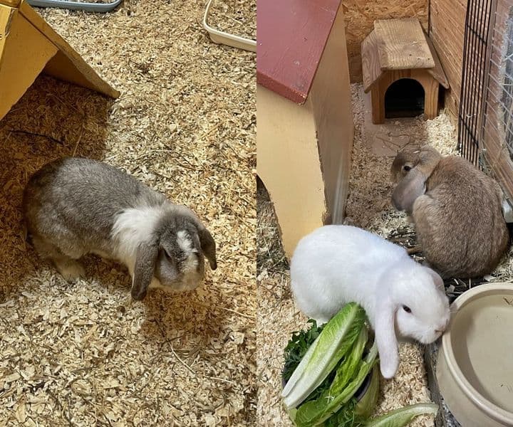 Foto von Knuffi, Hopsi und Flauschi wurden beschlagnahmt
