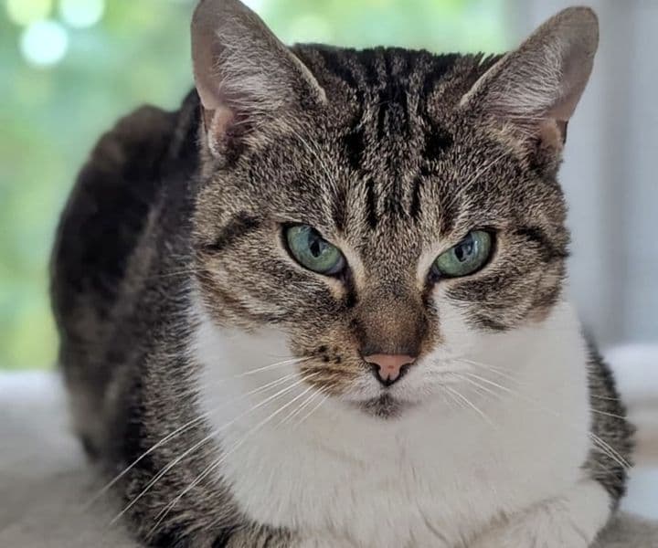 Foto von Kosmo - wenn Katzen hypnotisieren könnten