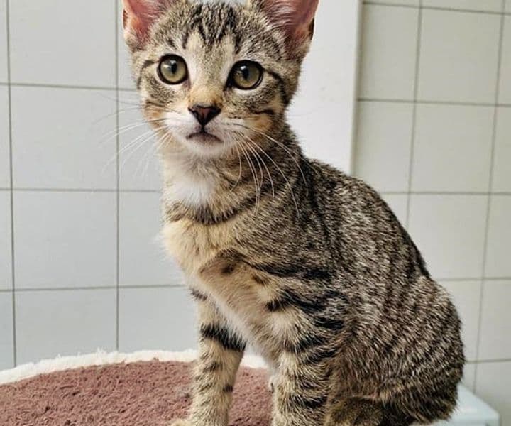 Foto von liebes Katzenkind Krümel
