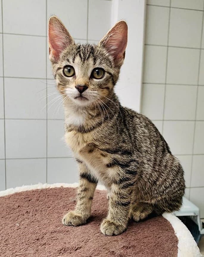 Foto von liebes Katzenkind Krümel