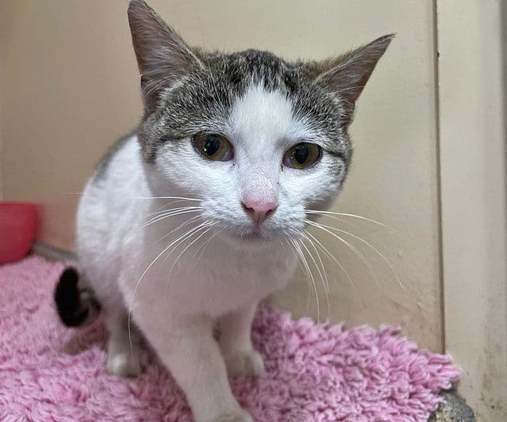 Foto von Sanftmütige liebe Lea (feline Coronavirus-Trägerin)