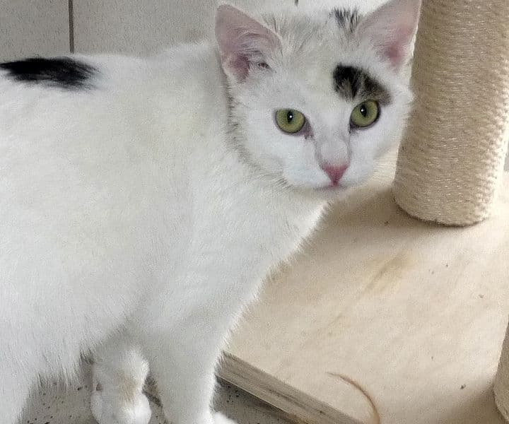 Foto von verschmuster Jungkater Leo