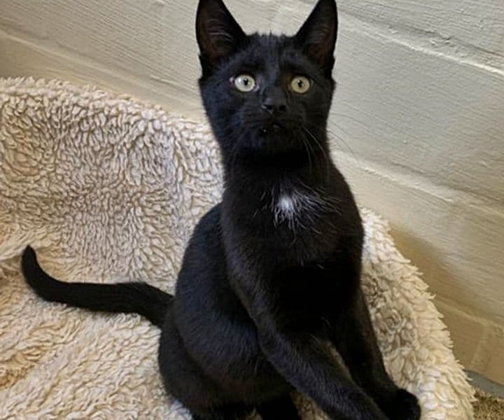 Foto von freundlicher Katzenjunge Levin