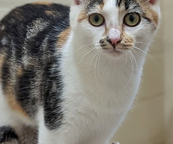Foto von süße Glückskatze Lia (feline Coronavirus-Trägerin)