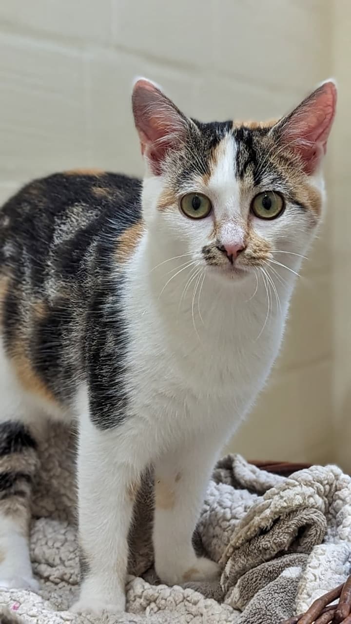 Foto von süße Glückskatze Lia (feline Coronavirus-Trägerin)