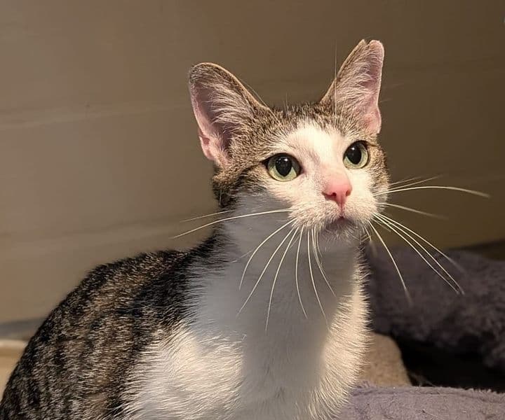 Foto von Lilith hat ein wunderschönes Gesicht