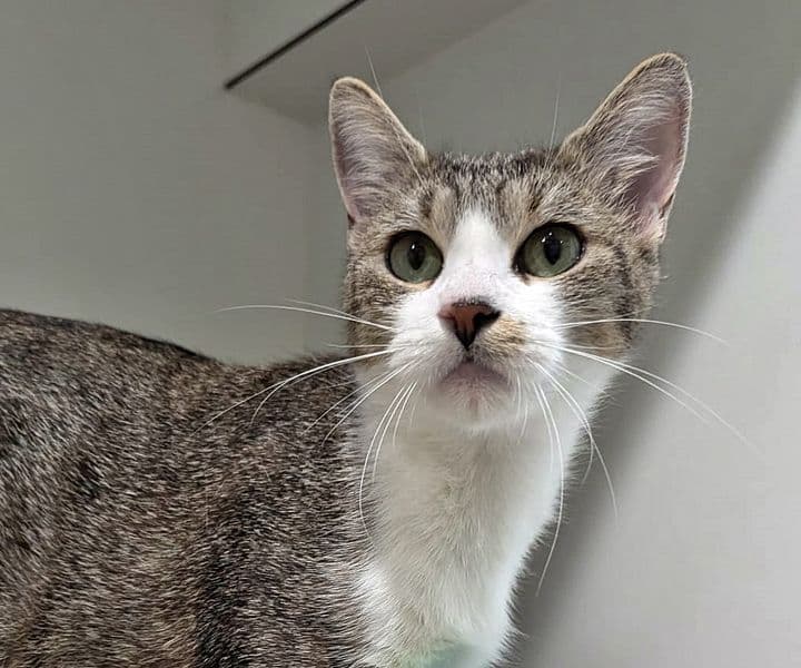 Foto von freundliche Katzenmama Lilli