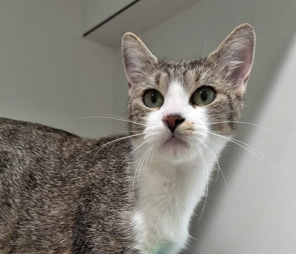 Foto von freundliche Katzenmama Lilli