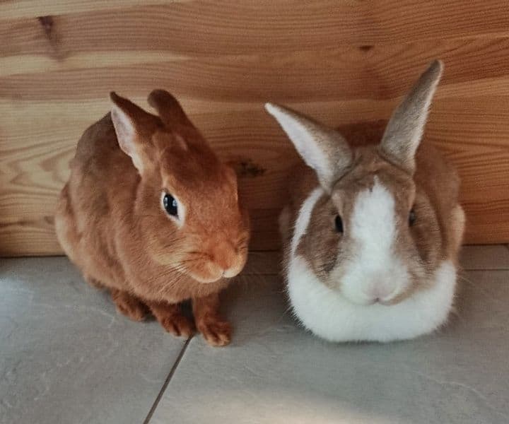 Foto von Lilli, Bobby und ihre kleinen Flauschis suchen ein Für-immer-Zuhause
