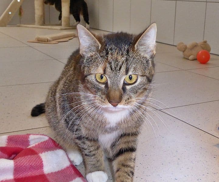 Foto von Lilly
