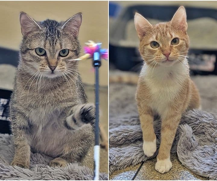 Foto von Lilo und Stitch möchten zusammen bleiben