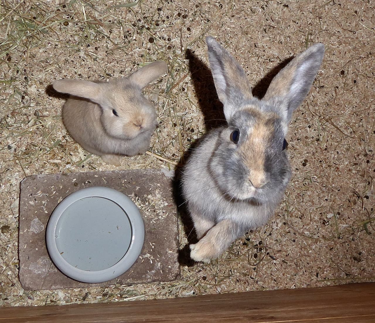 Foto von Lilo und ihre Tochter Nani