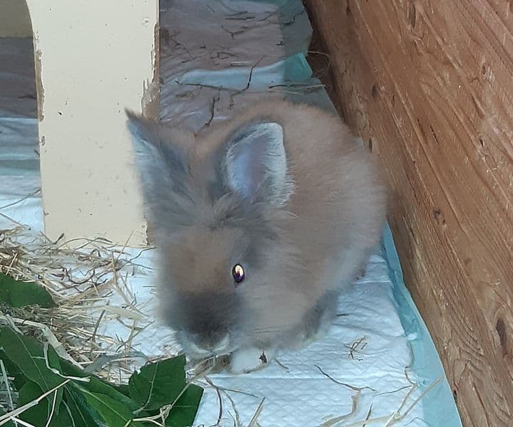 Foto von plüschiger Link