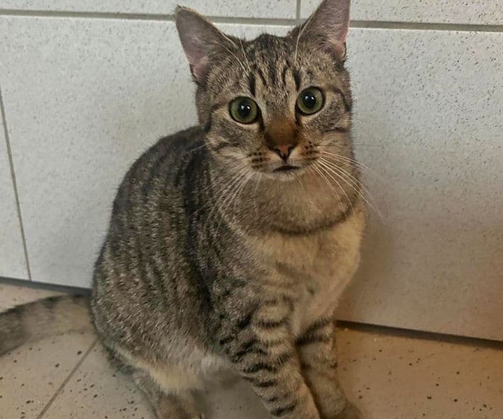 Foto von Tigerkater Linus möchte ankommen (gerne mit seiner Schwester Carol)