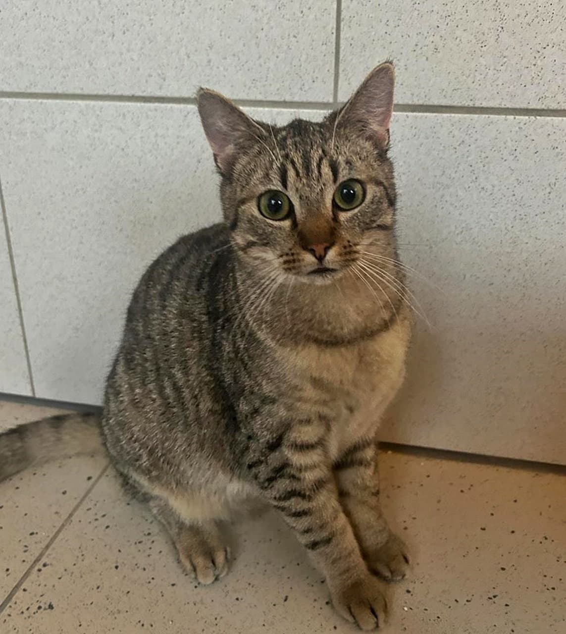 Foto von Tigerkater Linus möchte ankommen (gerne mit seiner Schwester Carol)