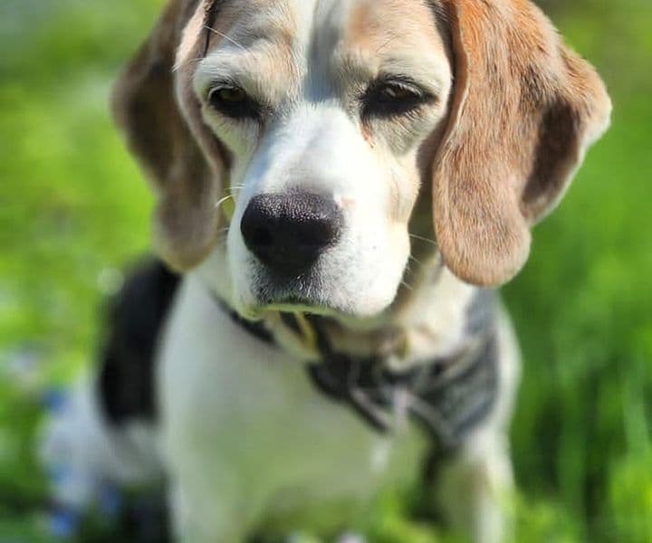 Foto von Hundeoma Lisa wurde plötzlich zur Waise (mit Videos)