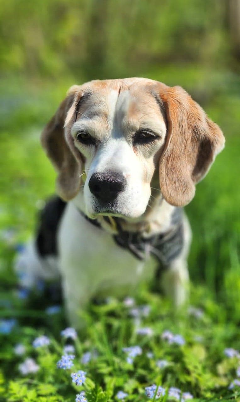 Foto von Hundeoma Lisa wurde plötzlich zur Waise (mit Videos)
