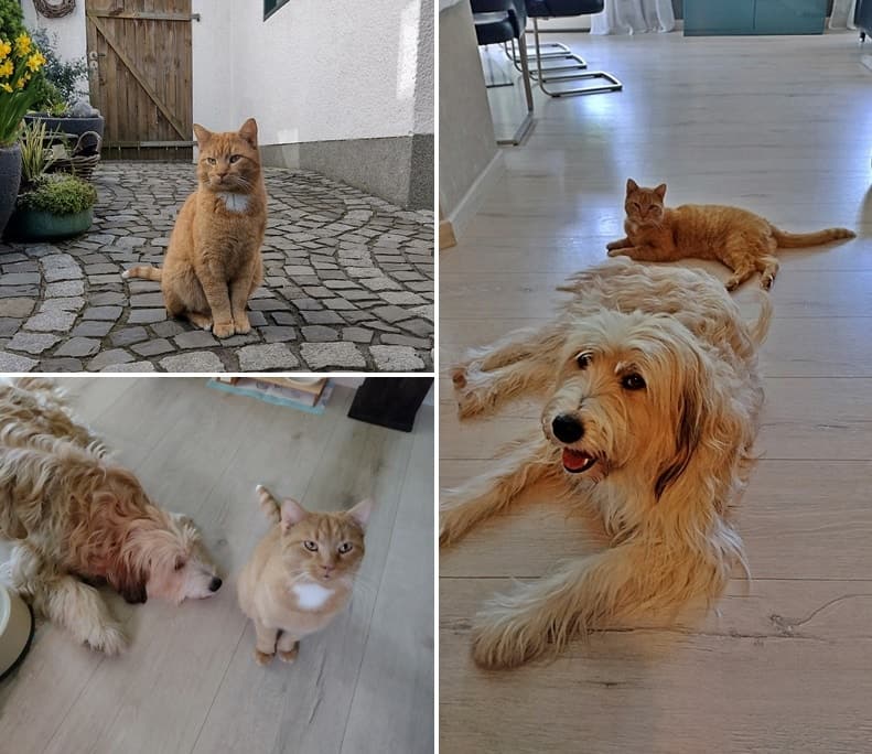 Grüße von Kater Logan