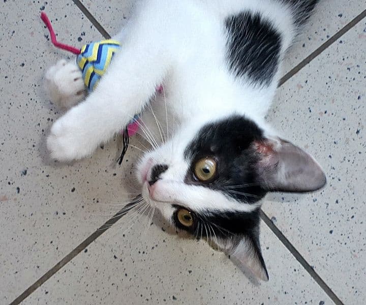 Foto von verspielter Loki