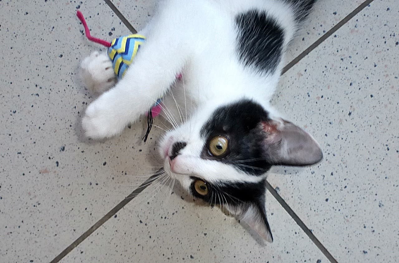 Foto von verspielter Loki