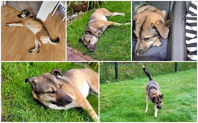 Lola schickt Grüße aus dem Urlaub