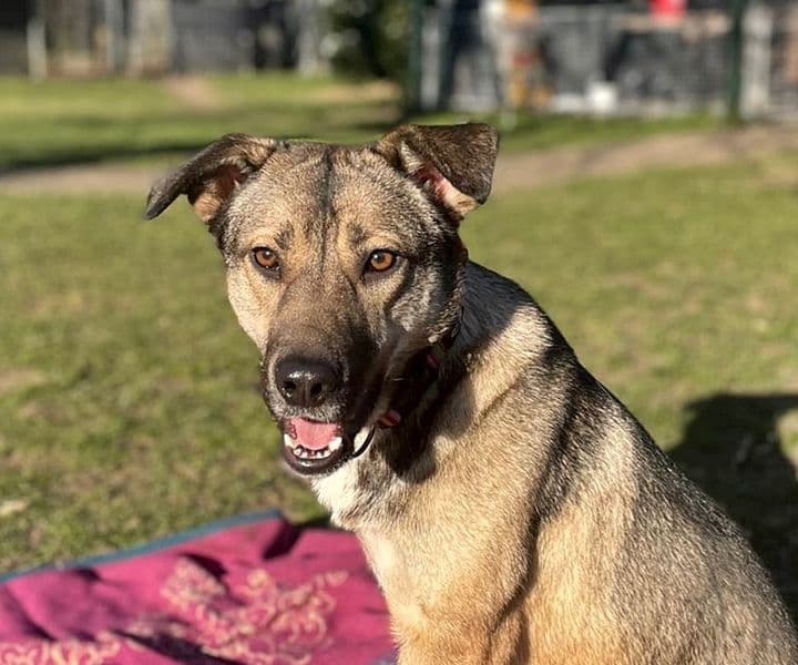 Foto von Handycap-Hündin Lola (mit Videos)