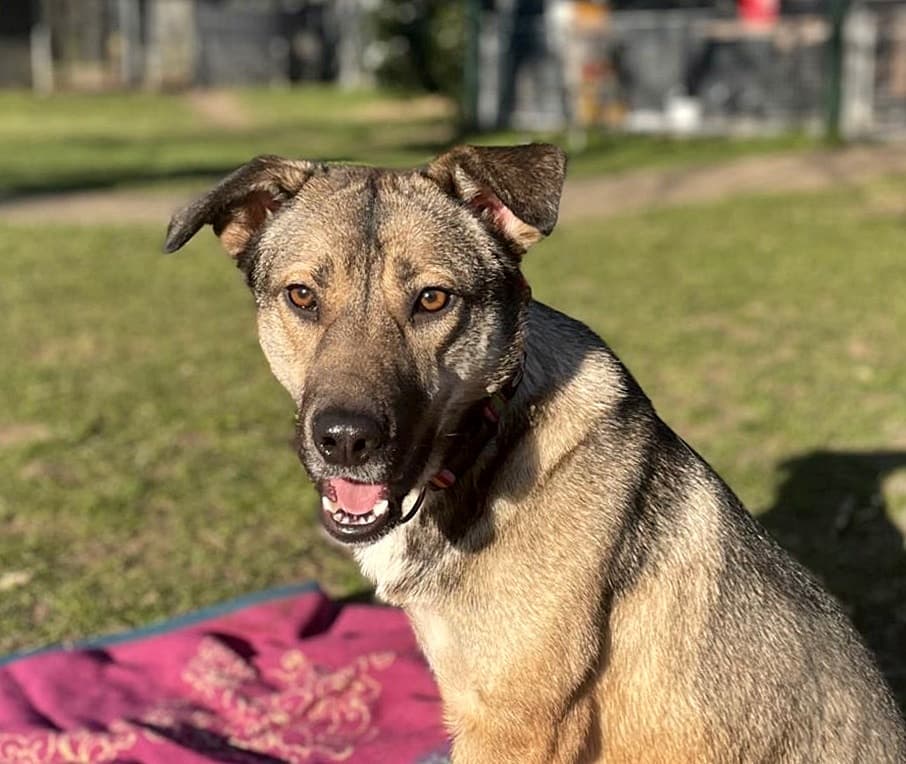 Foto von Handycap-Hündin Lola (mit Videos)