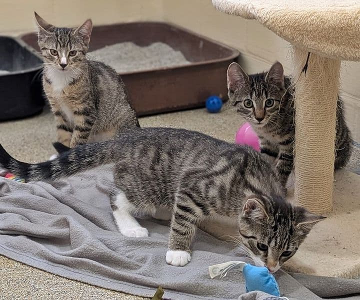 Foto von Bonnie, Carl und Pippi Lotta, Lottes Kinder