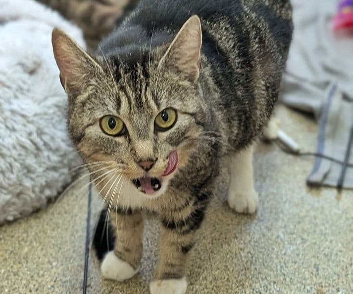 Foto von junge Katzenmama Lotte