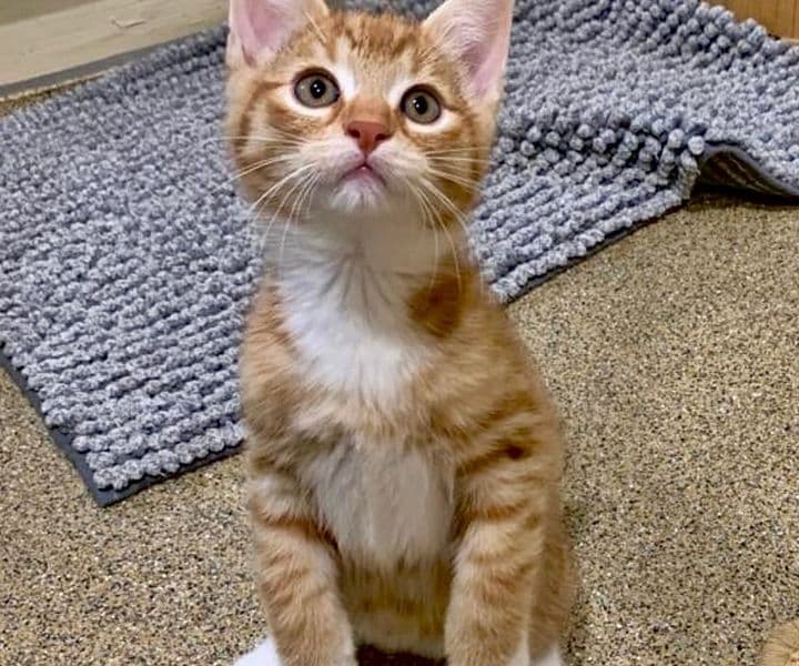 Foto von verspielter kleiner Rottiger Lou