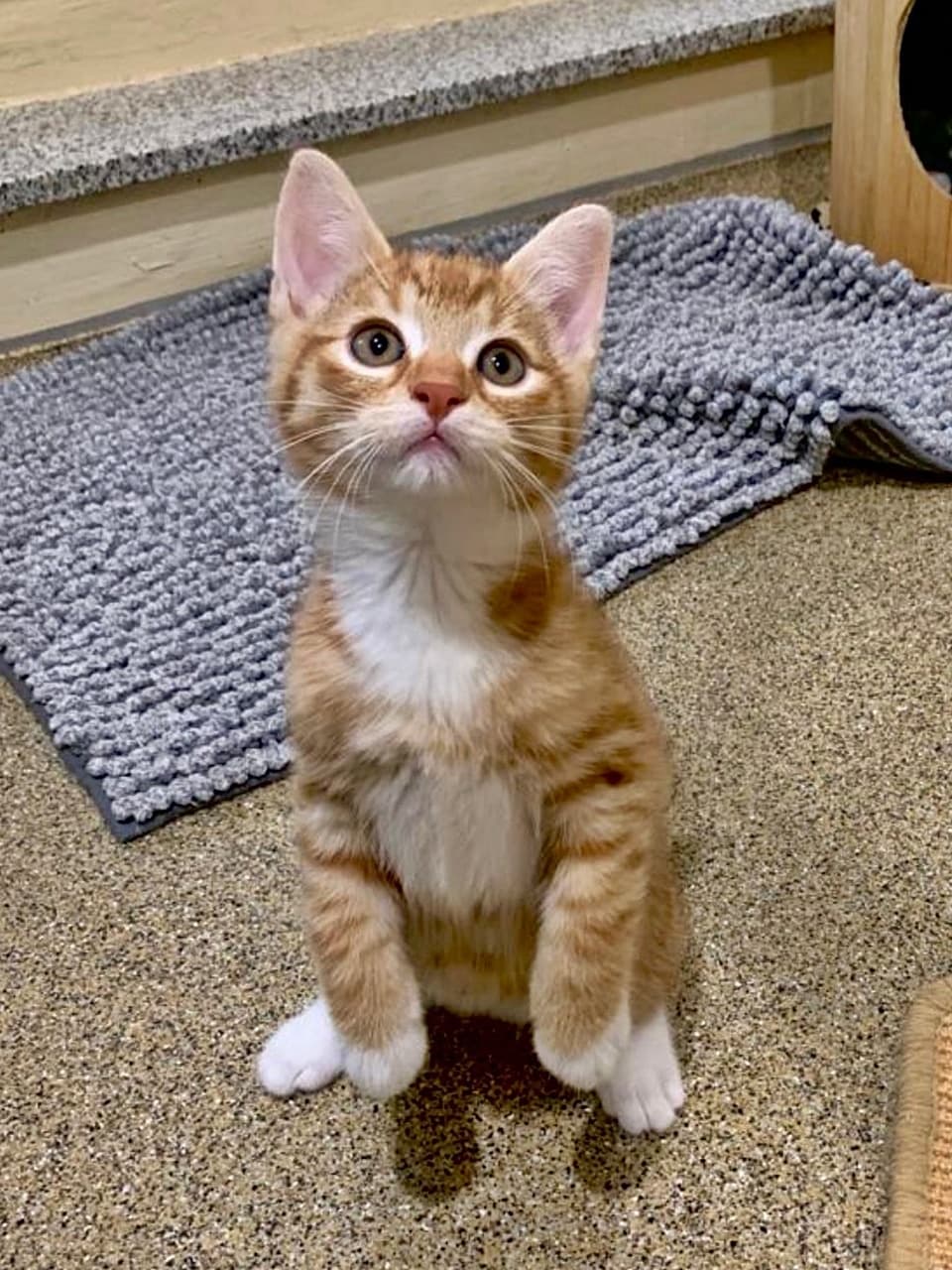 Foto von verspielter kleiner Rottiger Lou