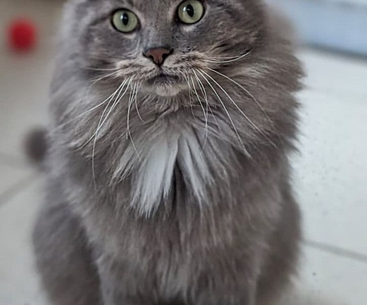 Foto von Lucky, unser "Silberlöwe" (feliner Corona-Träger)