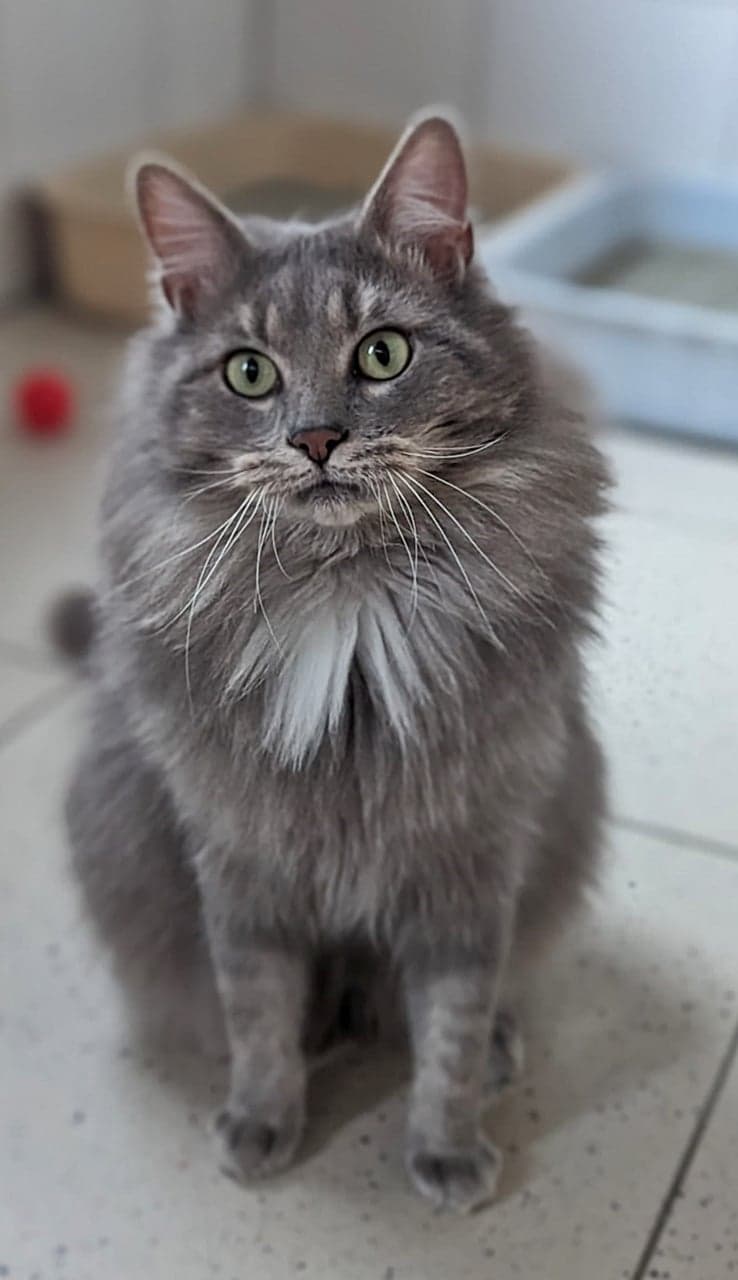 Foto von Lucky, unser "Silberlöwe" (feliner Corona-Träger)