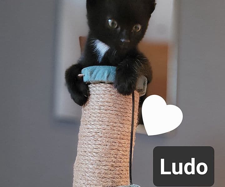 Foto von Ludo, Nalas zutraulicher Sohn