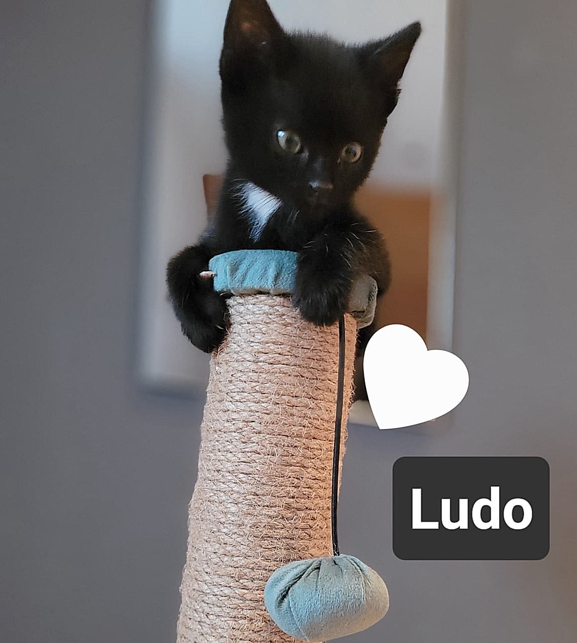 Foto von Ludo, Nalas zutraulicher Sohn