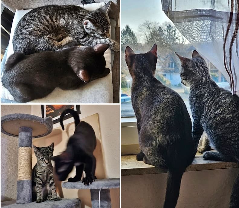 Ludo und Pitty erobern ihr neues Zuhause