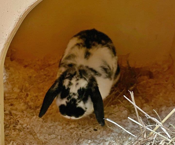 Foto von Luna wurde abgeschoben
