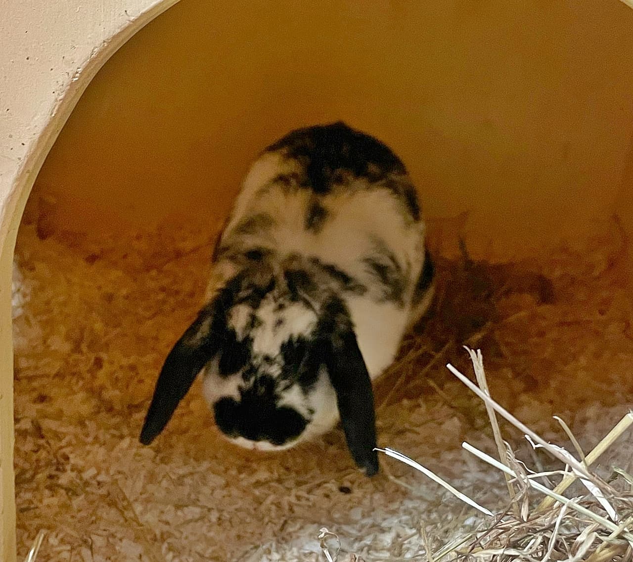 Foto von Luna wurde abgeschoben