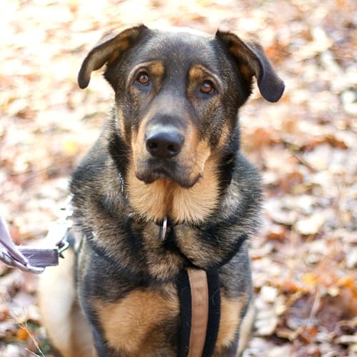 Foto von Ein-Mann-Hund Luvinho (m. Videos)