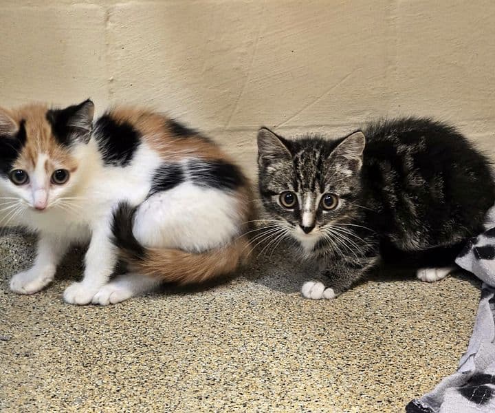 Foto von Maja und Oskar sind niedlich aber noch schüchtern