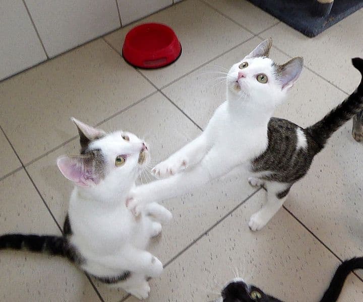 Foto von Manolo und Kai