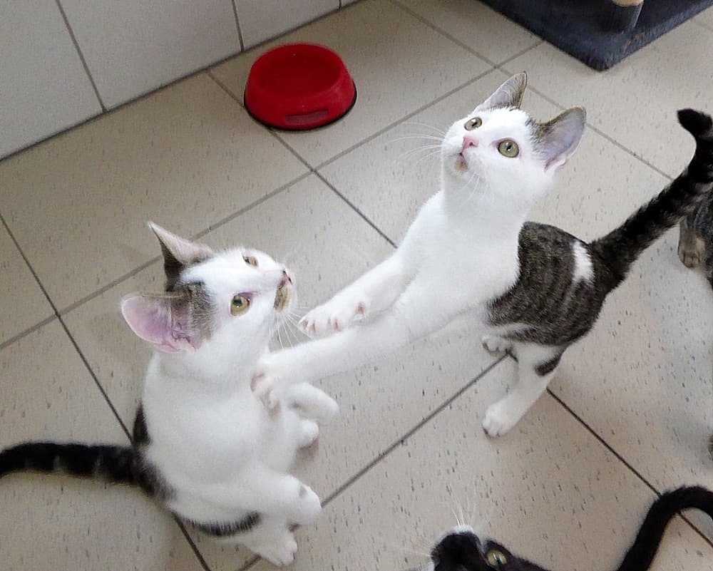 Foto von Manolo und Kai